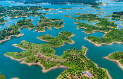 Aerial view of sea and trees