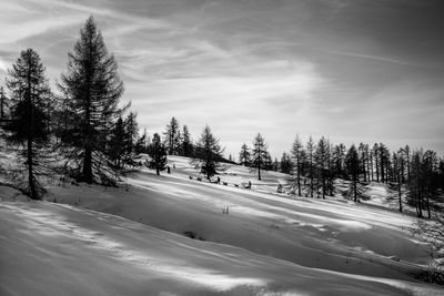 Pine trees on snow covered landscape against sky