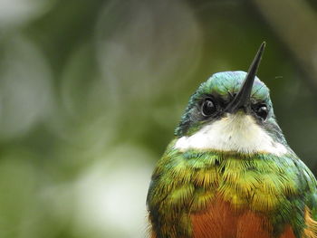 Close-up of bird perching outdoors