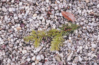 High angle view of pebbles