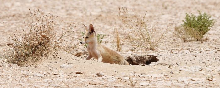 Side view of an animal on sand