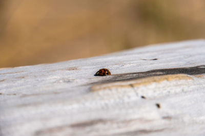 Close-up of insect on wood