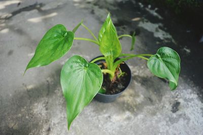 Alocasia cucullata ornamental plant planted in a black pot