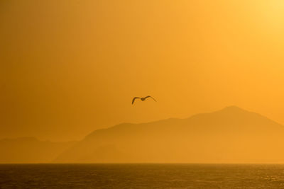 Silhouette bird flying over sea against clear sky during sunset