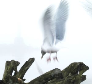 Close-up of seagull flying