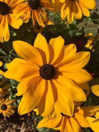 Close-up of yellow flower