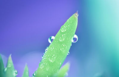 Close-up of wet plant