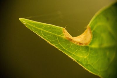 Close-up of insect on plant at night