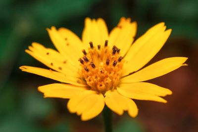 Close-up of yellow flower