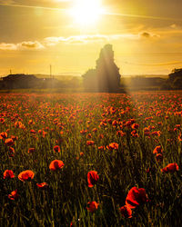 Scenic view of poppy field against sky during sunset