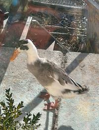 Bird perching on ground