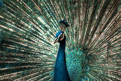 Close-up of peacock