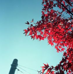 Low angle view of trees against blue sky