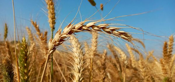 Close-up of stalks in field against sky