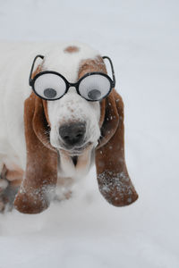 Close-up of dog on snow
