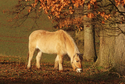 Horses standing in a field