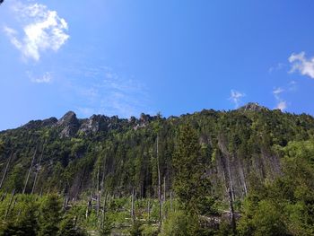 Low angle view of trees against sky