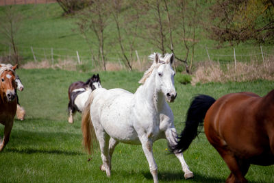 Horses standing in a field