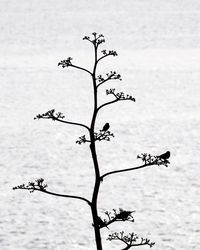 Close-up of lizard on tree against sky