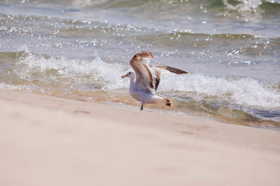 Duck drinking water at beach