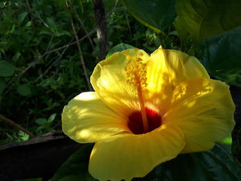 Close-up of yellow flower blooming outdoors