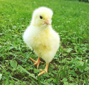 Close-up of a bird on field