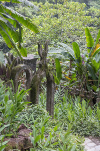 Plants growing in field