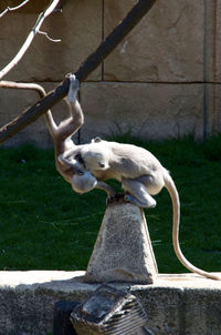 Bird perching outdoors