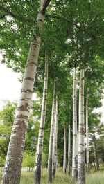 Low angle view of bamboo trees in forest