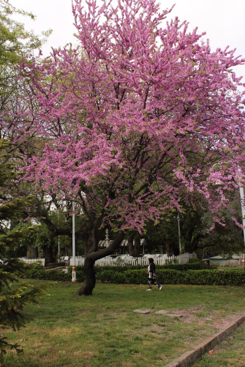 FLOWER TREE IN PARK