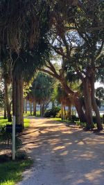 Empty road passing through trees