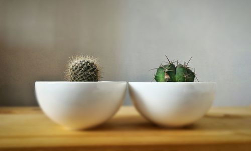Close-up of cactus in bowl
