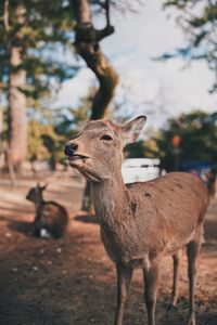 Portrait of deer standing on field