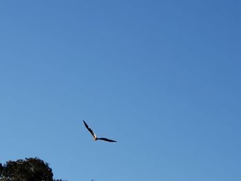 Low angle view of bird flying in sky