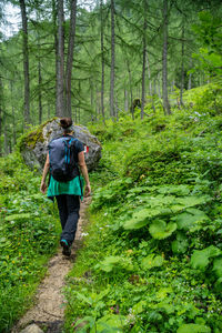 Woman hiking on alpine footpath in green forest in the austrian alps, postalm region, salzburg