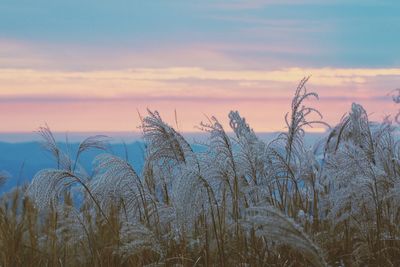 Plants growing on field against sky during sunset
