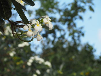 Low angle view of flowering plant