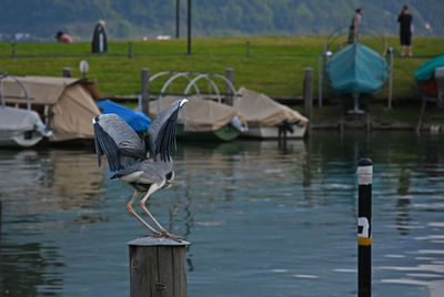 Side view of bird on pole against the water