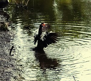 Swan swimming in lake