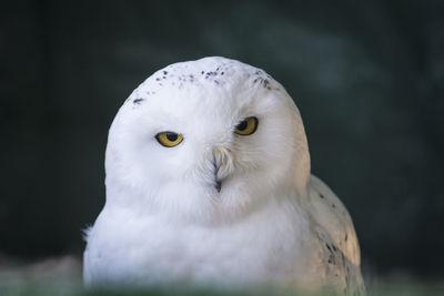 Close-up portrait of a snowy owl