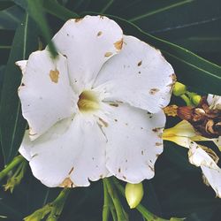 Close-up of white flower