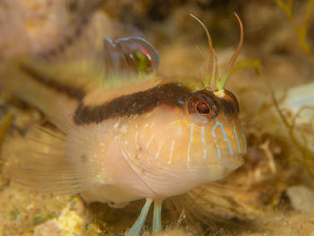 Close-up of fish swimming in sea