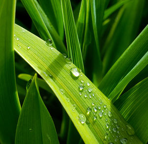 Close-up of wet leaves