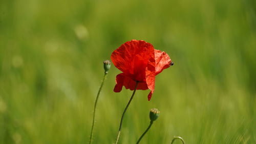 Close-up of red poppy flower on field