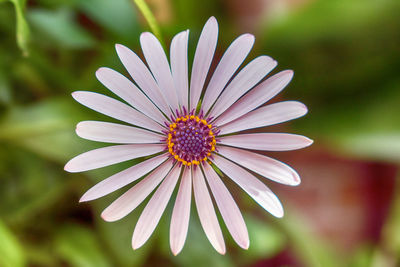 Close-up of daisy