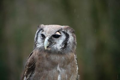 Close-up portrait of owl