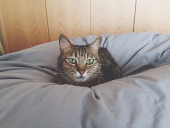 Close-up portrait of cat sitting on bed at home