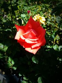 Close-up of red rose