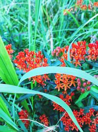Close-up of red flowers blooming outdoors