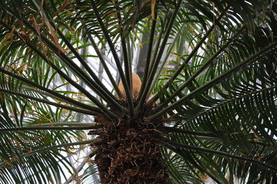 Low angle view of palm tree leaves